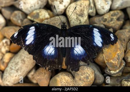 Danaid Eggfly aka mimic ou Diadem at the Butterfly Gardens, Middleton Farm, Ditchling Common, East Sussex, Royaume-Uni.19th mai 2022. DavidSmith/Alamy Banque D'Images