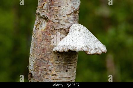 Un support polypore sur un bouleau, Chipping, Preston, Lancashire, Royaume-Uni Banque D'Images