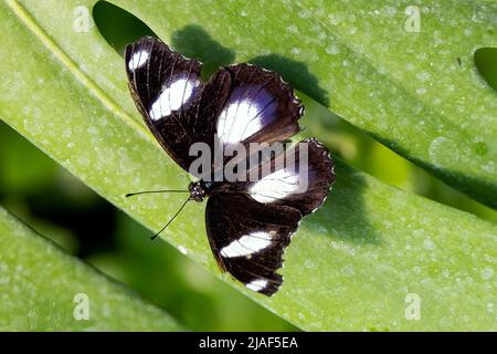 Danaid Eggfly aka mimic ou Diadem at the Butterfly Gardens, Middleton Farm, Ditchling Common, East Sussex, Royaume-Uni.19th mai 2022. DavidSmith/Alamy Banque D'Images