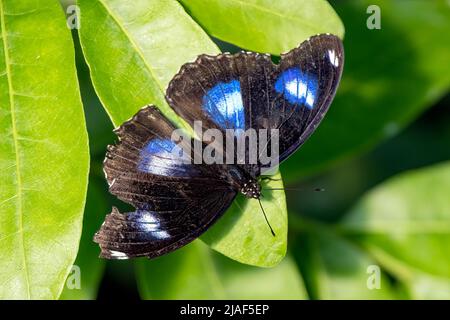 Danaid Eggfly aka mimic ou Diadem at the Butterfly Gardens, Middleton Farm, Ditchling Common, East Sussex, Royaume-Uni.19th mai 2022. DavidSmith/Alamy Banque D'Images