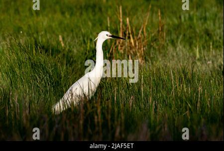 Un peu d'aigrette, Arnside, Milnthorpe, Cumbria, Royaume-Uni Banque D'Images