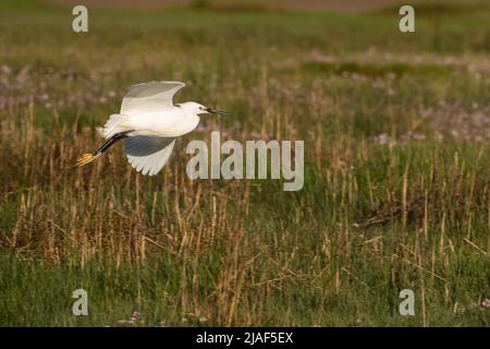 Un peu d'aigrette, Arnside, Milnthorpe, Cumbria, Royaume-Uni Banque D'Images