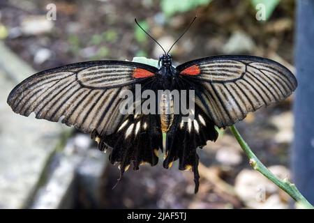 Le Grand Mormon jaune, alias Papilio lowi ou Swallowtail asiatique aux jardins de papillons, Middleton Common, Ditchling Common, East Sussex, Royaume-Uni. Banque D'Images