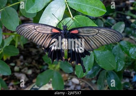 Le Grand Mormon jaune, alias Papilio lowi ou Swallowtail asiatique aux jardins de papillons, Middleton Common, Ditchling Common, East Sussex, Royaume-Uni. Banque D'Images