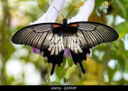 Le Grand Mormon jaune, alias Papilio lowi ou Swallowtail asiatique aux jardins de papillons, Middleton Common, Ditchling Common, East Sussex, Royaume-Uni. Banque D'Images