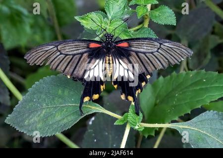 Le Grand Mormon jaune, alias Papilio lowi ou Swallowtail asiatique aux jardins de papillons, Middleton Common, Ditchling Common, East Sussex, Royaume-Uni. Banque D'Images