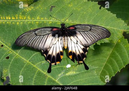 Le Grand Mormon jaune, alias Papilio lowi ou Swallowtail asiatique aux jardins de papillons, Middleton Common, Ditchling Common, East Sussex, Royaume-Uni. Banque D'Images