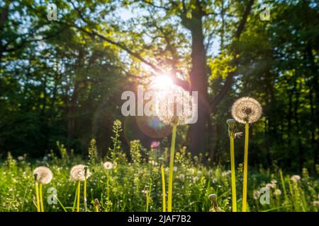 Magnifique prairie de pissenlits avec lumière du soleil. Scène matinale dans le parc ensoleillé. Mise au point sélective sur les fleurs Banque D'Images