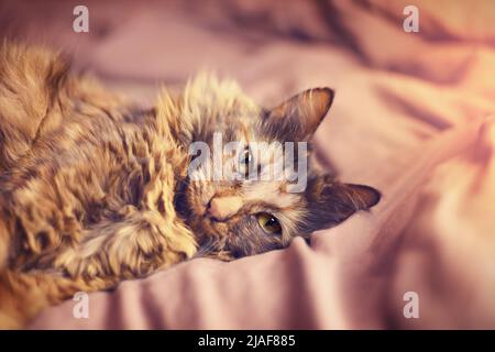 Portrait d'un chat tortoiseshell mignon et moelleux allongé sur le lit et regardant attentivement. Mise au point douce Banque D'Images