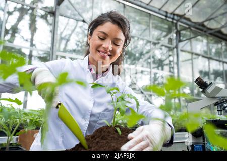 Une jeune propriétaire de serre souriante tient une truelle dans ses mains et plante une plantule de tomate tout en portant des gants. Banque D'Images