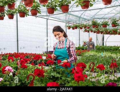 Fleuriste féminin vérifiant la qualité d'une fleur dans un jardin de pépinière tout en portant un tablier de jardin. Banque D'Images