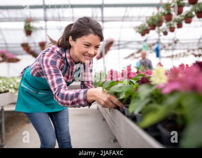 Jardinier féminin professionnel produisant des fleurs dans une serre arrosant des plantes fertilisant et contrôlant la croissance Banque D'Images