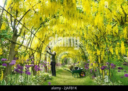 Gardner Anne Ingram tend à l'arche de Laburnum au National Trust Seaton Delaval Hall de Northumberland. Date de la photo: Lundi 30 mai 2022. Banque D'Images