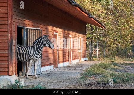 Profil d'un zèbre sortant de l'écurie au zoo Banque D'Images