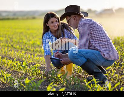 Deux agriculteurs, une jeune femme et un homme âgé qui se croupe et parle dans le champ de maïs au printemps, au coucher du soleil Banque D'Images