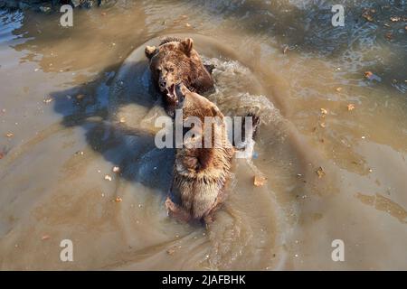 Deux ours bruns (Ursus arctos) se battant dans l'eau au zoo Banque D'Images