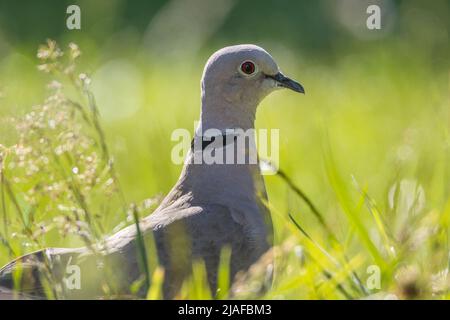 Colombe (Streptopelia decaocto), perching sur l'herbe, vue latérale, Allemagne, Bade-Wurtemberg Banque D'Images