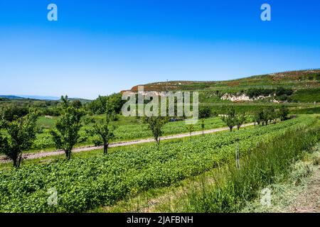 Vignobles près d'Ihringen am Kaiserstuhl, Allemagne, Bade-Wurtemberg Banque D'Images