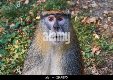 Le singe pata commun (Erythrocebus pata), le singe wadi ou le portrait de singe hussar Banque D'Images