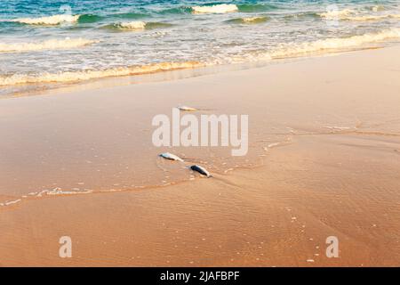 trois poissons morts ont lavé sur la plage Banque D'Images