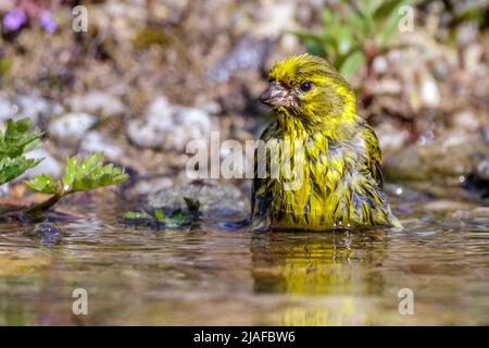 serin européen (Serinus serinus), homme de baignade, Allemagne, Bade-Wurtemberg Banque D'Images