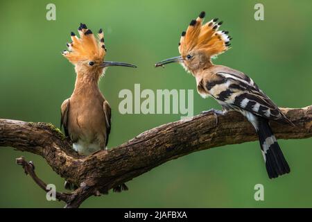 hoopoe (Upupa epops), paire d'exposition, Allemagne, Bade-Wurtemberg Banque D'Images