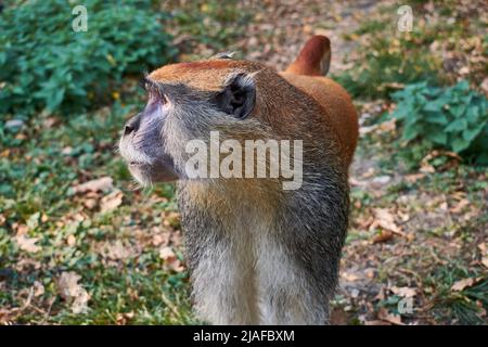 Le singe pata commun (Erythrocebus pata), le singe wadi ou le portrait de singe hussar Banque D'Images