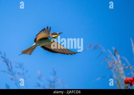 European Bee eater (Merops apiaster), en vol, Allemagne, Bade-Wurtemberg Banque D'Images