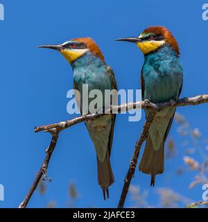 European Bee eater (Merops apiaster), paire perchée sur une branche, Allemagne, Bade-Wurtemberg Banque D'Images