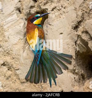 European Bee eater (Merops apiaster), au trou de nidification, Allemagne, Bade-Wurtemberg Banque D'Images