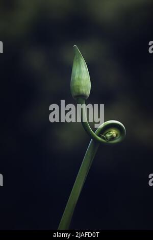Gros plan d'un magnifique bourgeon de fleur vert d'agapanthus qui pousse dans une tige incurvée avec forme en spirale isolée sur un arrière-plan sombre flou Banque D'Images