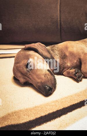 Un dachshund aux cheveux lisses sur le canapé Banque D'Images