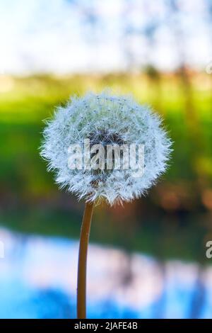 Pissenlit blanc moelleux sur un arrière-plan flou gros plan Banque D'Images
