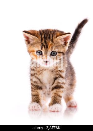 La main de la femme met un petit chat devant un fond blanc pour la photographie. Le tournage de chatons isolés dans le studio pour trouver le logement pour eux. Banque D'Images