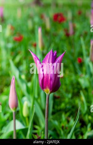 Jardin de fleurs de tulipe pourpre au printemps. Tulipes roses fleurs fleuries sur parterre à fleurs Banque D'Images
