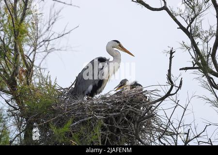 Héron gris (Ardea cinerea) avec Jeune à Nest, Camargue, France Banque D'Images