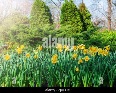 Les jonquilles jaunes poussent dans un lit de fleurs sur fond de buissons de thuya dans une brume d'elephantine par temps chaud Banque D'Images