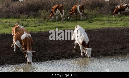 Vaches assoiffées boire de l'eau du trou d'arrosage, l'approvisionnement en eau pour animaux domestiques dans l'agriculture de gamme libre Banque D'Images