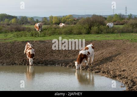 Vaches assoiffées boire de l'eau du trou d'arrosage, approvisionnement en eau pour les animaux domestiques dans l'agriculture de gamme libre, vaches avec des cheveux orange et blancs Banque D'Images