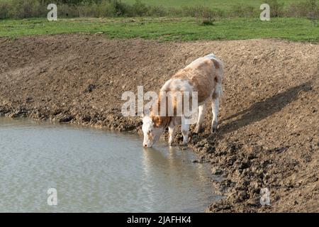 Eau potable de vache assoiffée provenant d'un trou d'eau, alimentation en eau pour les animaux domestiques dans l'agriculture de gamme libre Banque D'Images