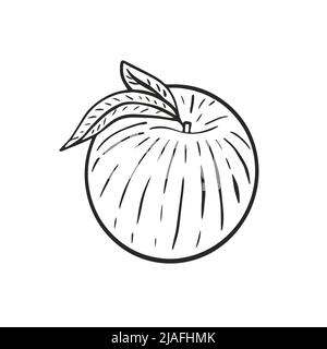 Pêche gravée à la main avec feuilles objet isolé. Croquis noir vintage sur fond blanc. Tracé de contour des fruits. Vecteur alimentaire biologique sain d'élevage Illustration de Vecteur
