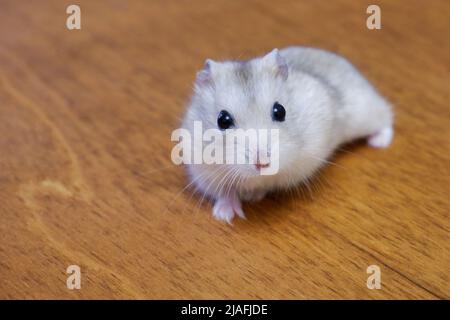 Hamster domestique dzungarien Banque D'Images