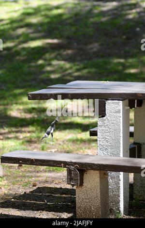 HANGMAN: Un personnage créé en papier fait des bals par le cou d'une table de pique-nique simulant la pendaison d'un homme dans le parc Menlo d'Edison, New Jersey. Banque D'Images