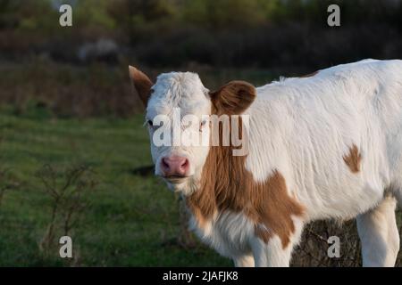 Un seul peuplement de veau dans le pâturage et la stase vers la caméra de gros plan, progéniture de bétail avec des cheveux orange et blancs dehors dans le champ pendant la soirée ensoleillée, dôme Banque D'Images