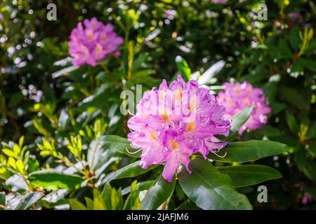 Le Rhododendron ponticum pourpre avec une gorge jaune tachetée fleurit dans les Valley Gardens, Virginia Water, Surrey / Berkshire, fin du printemps / début de l'été Banque D'Images