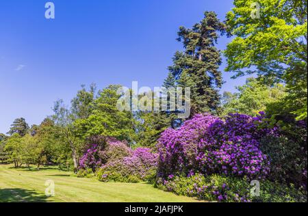 Le ponticum de rhododendron violet fleurit dans les Valley Gardens, Virginia Water à Surrey / Berkshire à la fin du printemps / début de l'été par une journée ensoleillée Banque D'Images