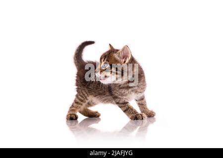 Le petit chaton rayé est en colère et se méprend sur un fond blanc. Banque D'Images