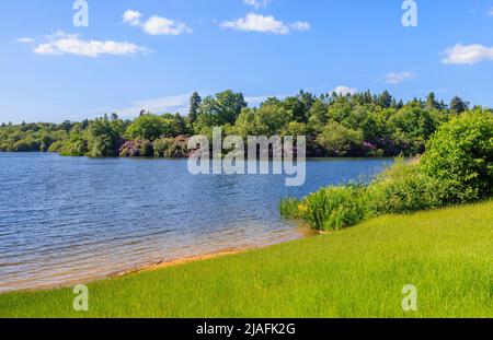 Le lac à Virginia Water à Surrey, un jour ensoleillé à la fin du printemps / début de l'été avec des rhododendrons et des drapeaux jaunes qui poussent sur la rive Banque D'Images