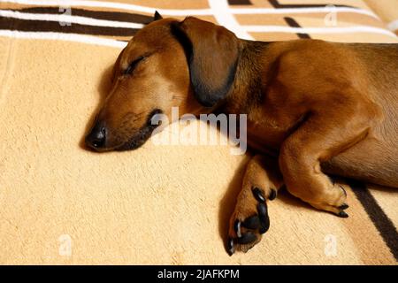 Un dachshund aux cheveux lisses sur le canapé Banque D'Images