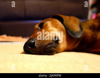 Un dachshund aux cheveux lisses sur le canapé Banque D'Images